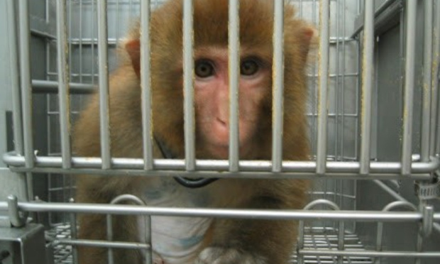Non aux transports aériens de macaques pour les laboratoires