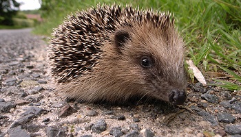 Trop de hérissons meurent chaque année sur les routes, réagissons !