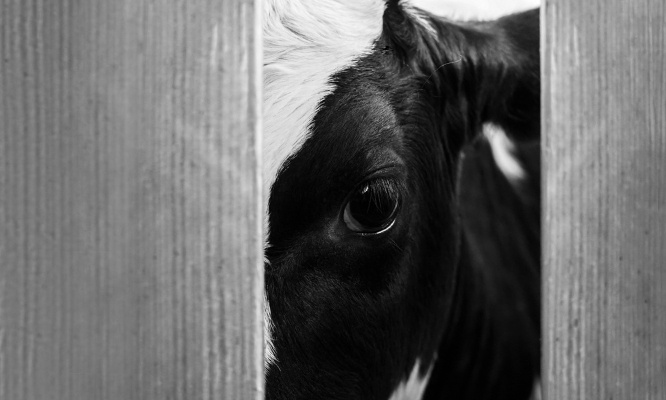 Lutte pour le bien-être animal : NON aux abattoirs