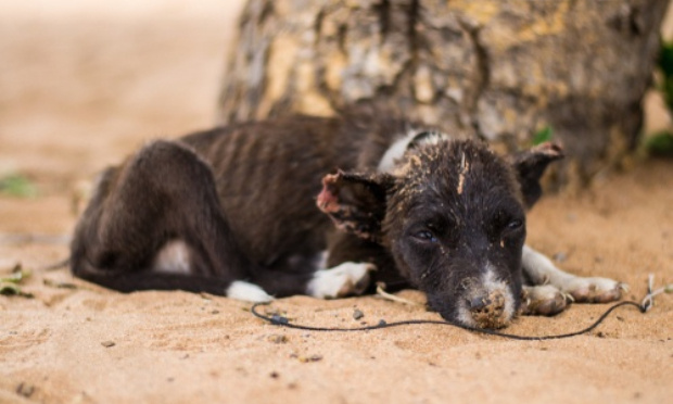 SOS animaux en détresse ! Pour des textes de lois garantissant les droits des animaux au Maroc !