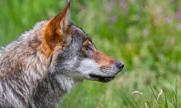 NON à l'abattage du loup ordonné par la préfecture de Charente-Maritime le 04/12/2020 : espèce protégée par la convention de Berne depuis 1979