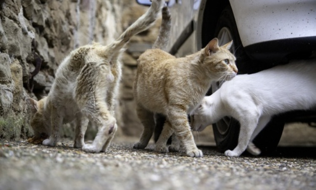 Tuerie de chats par des chasseurs sur Quiberon
