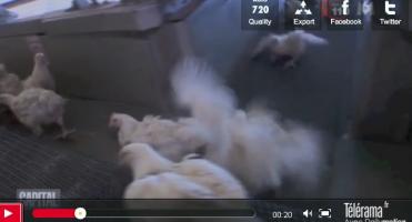 Stop à la moissonneuse à volailles