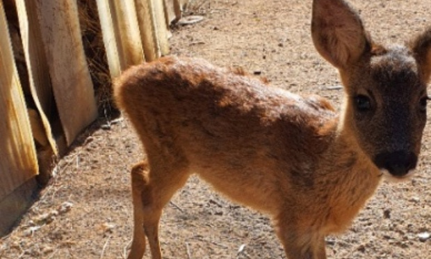 Bella doit rester dans sa famille d'accueil