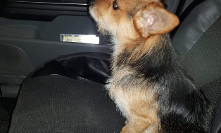 Justice pour Odyssé et nos amis à 4 pattes torturés et tués par mes voisins