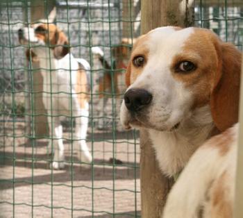 Pétition pour les animaux