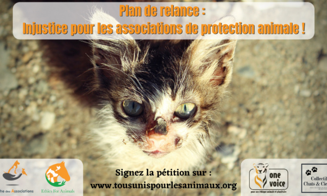 Protection Animale : tous solidaires !