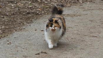 Aidons les animaux à ne plus être des victimes de la route