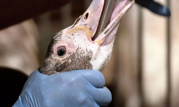 Demandons l'interdiction du gavage des canards pour le foie gras en France