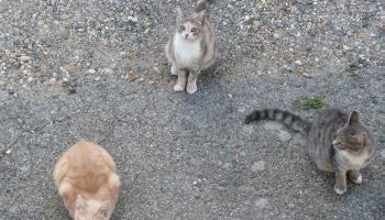 Des centaines d’animaux meurent tous les jours sur les routes, arrêtons l'hécatombe !