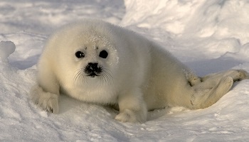 Stop au sempiternel massacre des phoques au Canada !
