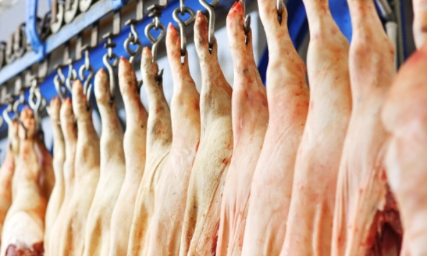 Stop au carnage des animaux dans les abattoirs !