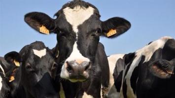 Tous unis pour sauver Eclaire