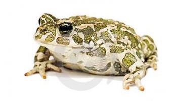 N'oublions pas ces animaux mal-aimés qui sont des victimes