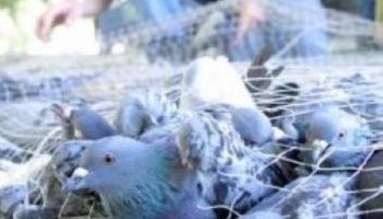 Non au massacre de 400 pigeons à Montpellier