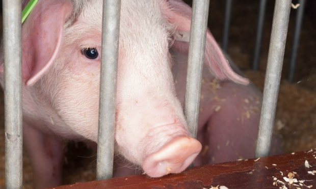 Stop à la souffrance animale dans les abattoirs ! Pour la fermeture des abattoirs !