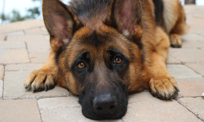 Prison ferme et interdiction définitive de détenir des animaux contre la femme ayant traîné son chien derrière un véhicule à Renaison le 10/12/2020