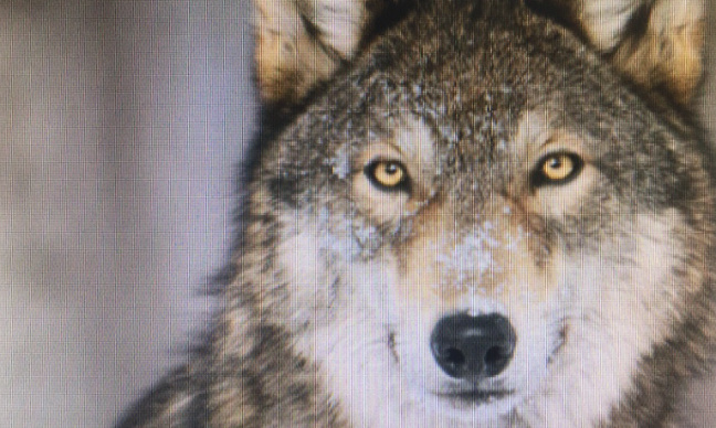 Non à la souffrance et à l’exploitation animale