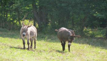 Le pain est mauvais pour la santé des ânes !