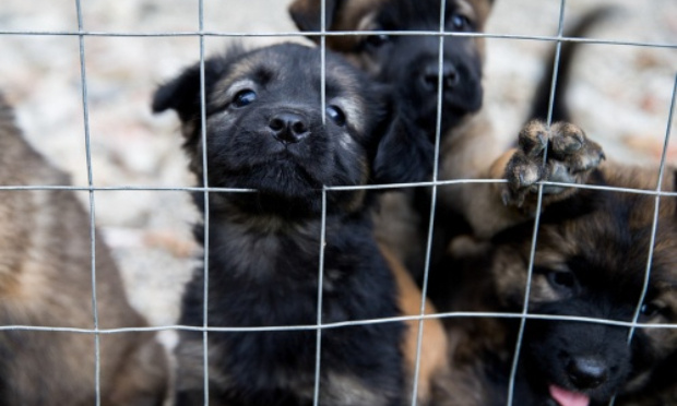 Stoppons le trafic de chiots venant d'Europe de l'Est : commerce illégal et dangereux alimentant animaleries et sites de petites annonces