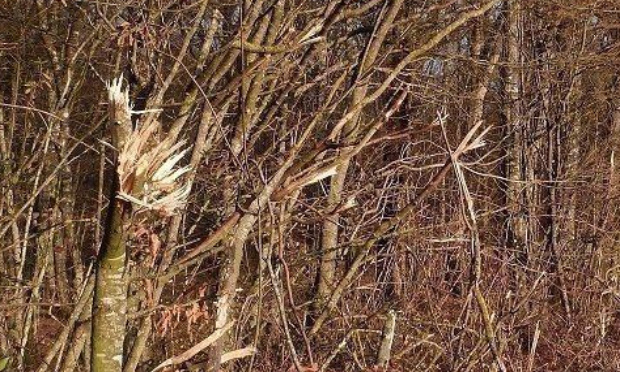 STOP à la dégradation des arbres, des haies et du milieu forestier par les machines
