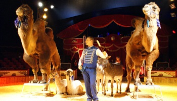 Non aux cirques avec animaux sauvages à Vierzon !