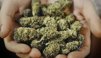 Référendum sur la légalisation de la marijuana en France