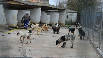 Morts suspectes de 24 chiens