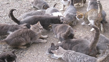 Non à la capture des chats errants à partir du 15 mai 2014