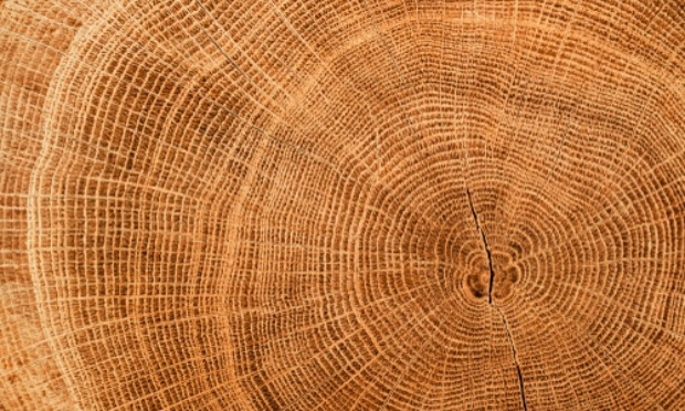 Non à l'abattage des arbres lundi 21 Décembre à Meaux aux 122 et 126 Rue Jean Jaurès