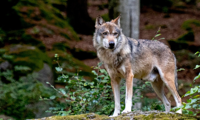 Exigeons de connaître la vérité sur l'abattage du loup 