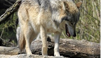 Sauvons les éleveurs du Razes dans l'Aude