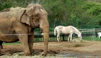 Parc Saint-Paul : Aidez-nous à faire sortir Betty, une éléphante, et son compagnon, un double poney, de leur prison
