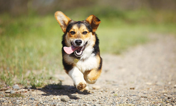 Pour l'aménagement d'un parc canin sur la place André Meunier