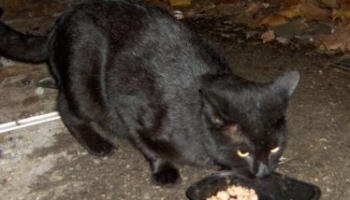 SPA Marseille Provence : stop aux euthanasies abusives !