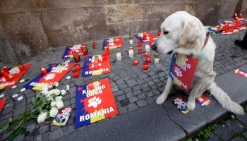 Stop aux massacres des chiens dans les pays de l'Est