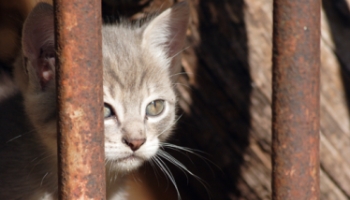 Honte à la Chine : pays de toutes les cruautés