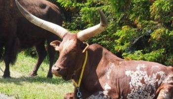 Le boeuf watusi du cirque Lydia Circus mort étranglé