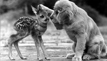 Stop aux massacres des animaux pour nos produits cosmétiques