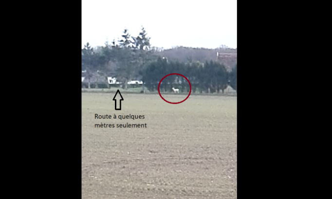 Pour une saisie des ANIMAUX CAPTIFS pour NON-GERANCE et MAUVAIS TRAITEMENTS !