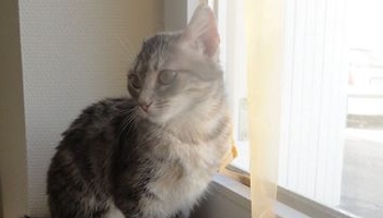 Pour Youna et les autres chats, stop à la maltraitance envers les animaux à Lorris !