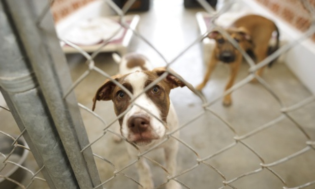 Soutien au refuge de l'Association Gueules d'amour, Protection Animale Mayotte