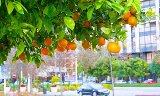 Utiliser le plan Canopée et notre argent collectif, pour planter des arbres fruitiers à Strasbourg plutôt que des feuillus