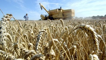 Non au blé OGM australien !