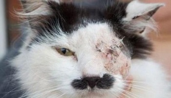 Punissons les tortionnaires du chat Baz