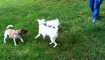 Les chiens sans laisse du Parc Baldwin