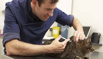 Scandale vétérinaire : la rente du vaccin antirabique