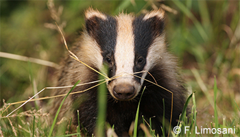 Stop au déterrage des blaireaux !