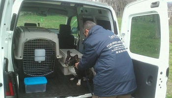 Reconnaissance du métier de taxi animalier !
