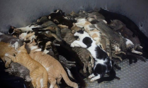 ALERTE : DISPARITIONS INQUIÉTANTES, QUE SONT-ILS DEVENUS ?